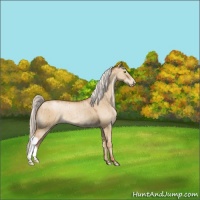 Horse Color:Silver Classic Champagne Dun Appaloosa
