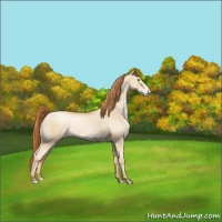 Horse Color:Sable Champagne Pearl Appaloosa 