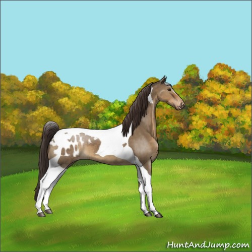 Horse Color:Brown Dun Tobiano Appaloosa 