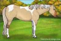 Horse Color:Silver Bay Dun Tobiano 