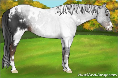 Horse Color:White Spotted Liver Chestnut Sabino 
