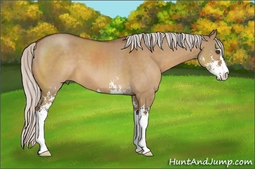 Horse Color:Silver Bay Dun Sabino 