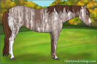 Horse Color:Gray Chestnut Ice 