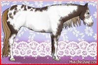 Horse Color:Liver Chestnut Sabino Frame Appaloosa 