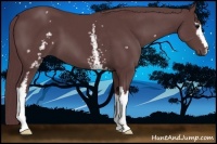 Horse Color:White Spotted Chocolate Black 
