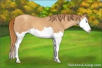 Horse Color:Gold Champagne Splash