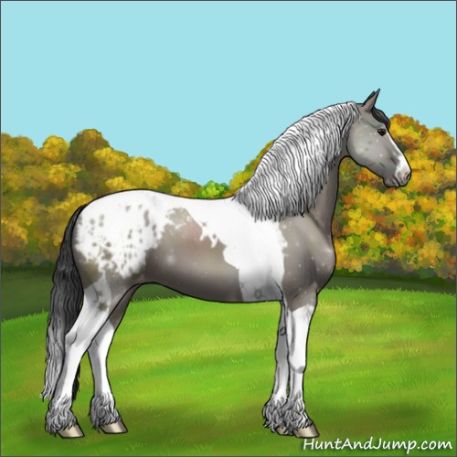 Horse Color:Grullo Sabino Tobiano Appaloosa 
