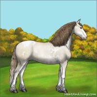 Horse Color:Grullo Pearl Sabino Appaloosa Rabicano 