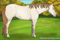 Horse Color:Buckskin Pearl Dun