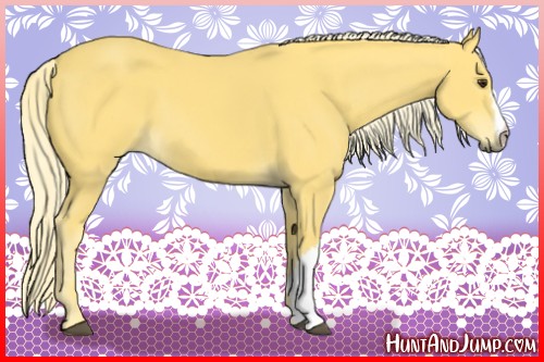 Horse Color:Palomino 