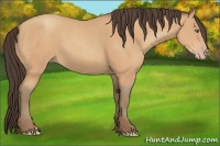 Horse Color:Amber Champagne 
