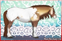 Horse Color:Red Onyx Appaloosa 