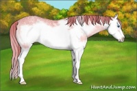 Horse Color:Watercolor Red Onyx Ice Splash Frame 