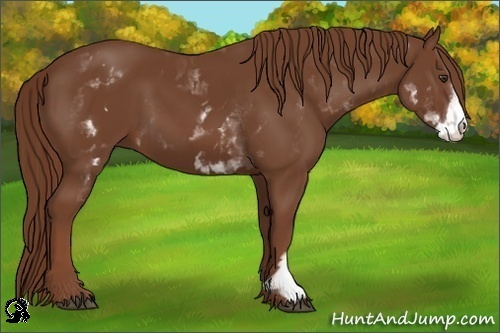 Horse Color:White Spotted Chestnut Frame 