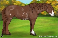 Horse Color:White Spotted Chestnut Frame 