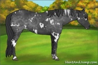 Horse Color:White Spotted Black 