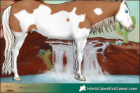 Horse Color:Chestnut Splash Frame 