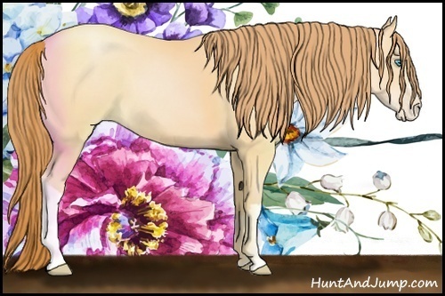 Horse Color:Buckskin Pearl 