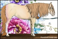 Horse Color:Buckskin Pearl 