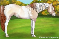Horse Color:White Spotted Buckskin Pearl Onyx Tobiano Rabicano 