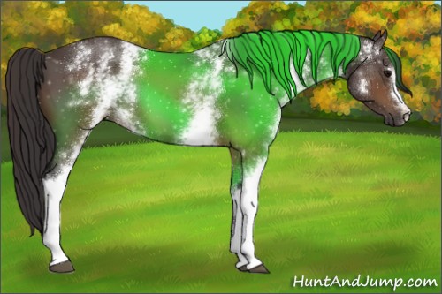 Horse Color:White Spotted Buckskin 