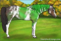 Horse Color:White Spotted Buckskin