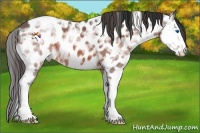 Horse Color:Brown Ice Splash Appaloosa 