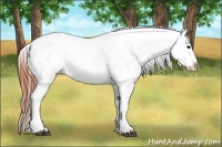 Horse Color:Brown Appaloosa 