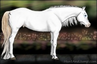 Horse Color:Bay Splash Tobiano Appaloosa  Brindle