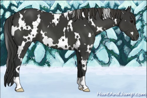 Horse Color:White Spotted Black 