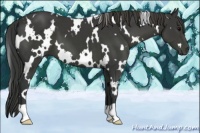 Horse Color:White Spotted Black 