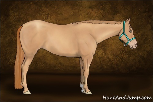 Horse Color:Gold Champagne 