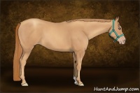 Horse Color:Gold Champagne 