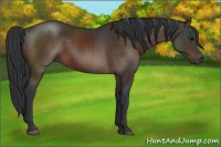 Horse Color:Brown 