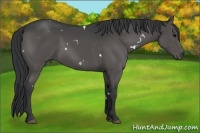 Horse Color:White Spotted Black 