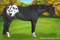Horse Color:Black Appaloosa 