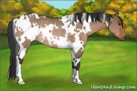Horse Color:White Spotted Bay Dun Rabicano 
