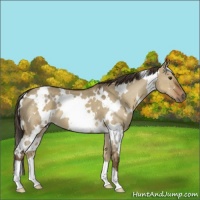 Horse Color:White Spotted Liver Red Dun 