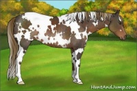 Horse Color:White Spotted Liver Chestnut 