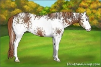 Horse Color:White Spotted Liver Chestnut 