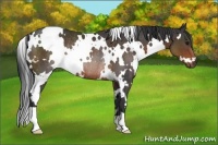 Horse Color:White Spotted Brown Rabicano
