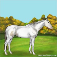 Horse Color:White Spotted Grullo Pearl Tobiano 