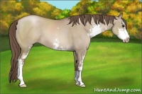 Horse Color:Grullo Pearl Sabino
