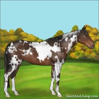 Horse Color:White Spotted Liver Chestnut