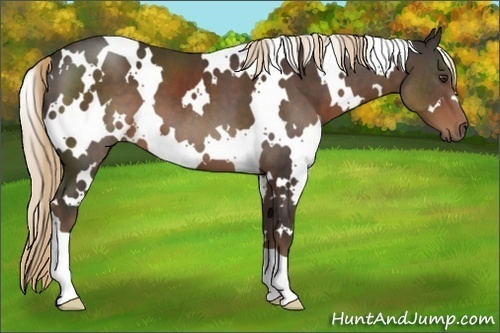 Horse Color:White Spotted Liver Chestnut 