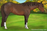 Horse Color:Liver Chestnut 