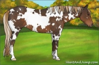 Horse Color:White Spotted Liver Chestnut 