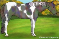 Horse Color:Nacre Black Tobiano