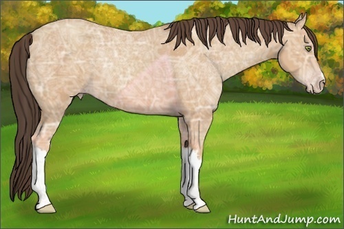 Horse Color:Amber Champagne Ice 