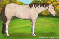 Horse Color:Amber Champagne Ice